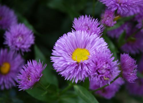 bild: Aster