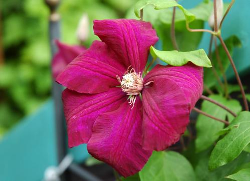 bild: Clematis