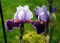 bild: Iris